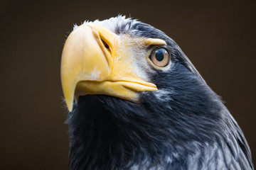 Closeup portrait of a stellers sea eagle