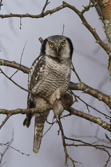 Northern hawk-owl (Surnia ulula)