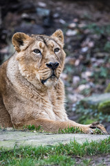 Closeup of a female asian lion