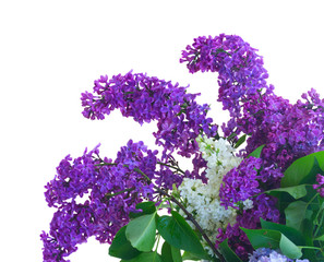 Lilac fresh flowers