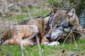 European wolf yawning and stretching after waking up