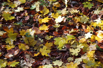 Herbstlaub im Nationalpark Hainich