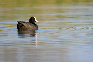 European coot stretching its wings on a lake