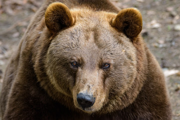 Naklejka na ściany i meble Closeup of an European brown bear
