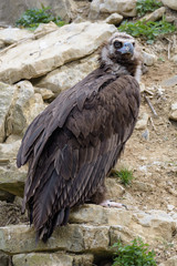 Young griffon vulture sitting on rocks