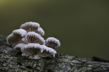 mushrooms