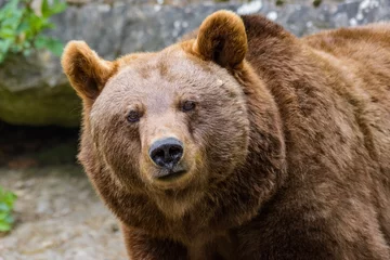Fotobehang Closeup of an european brown bear © Thorsten Spoerlein