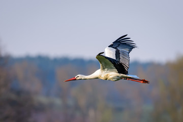 Stork flying © Thorsten Spoerlein