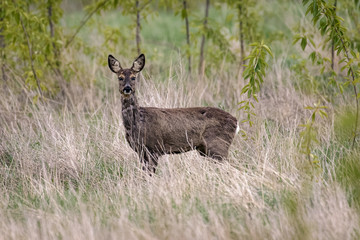 Roe deer standing in high grass