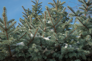 thick coniferous spruce branches with the remains of snow on a sunny day in winter