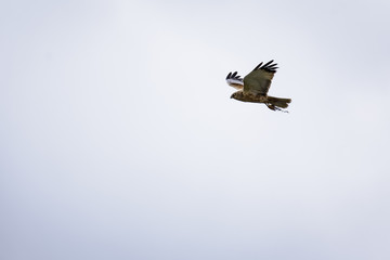 Northern harrier flying