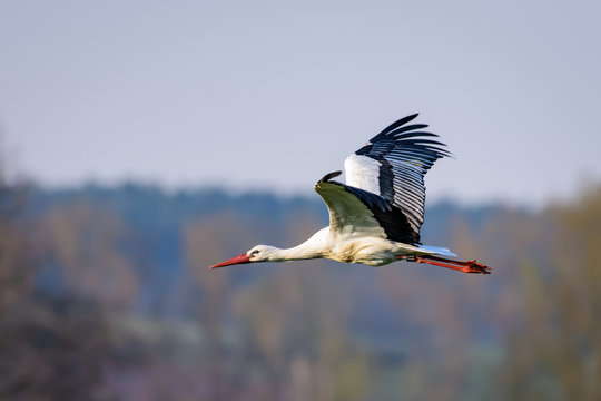 Stork flying