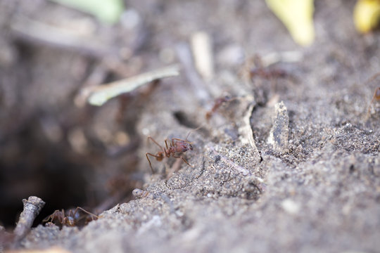Leafcutter Ants On Ground
