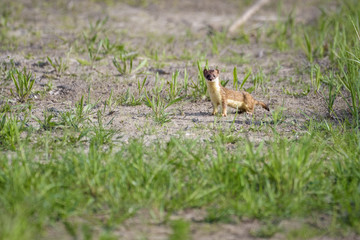 European weasel standing on a dirt road