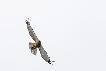Northern harrier flying