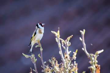 Goldfinch sitting on a bush