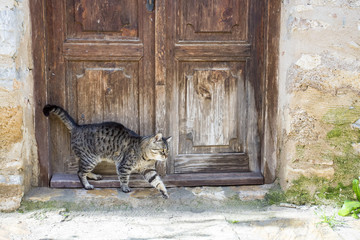 Turkey Datca And Cat
