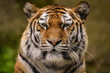 Plakat Closeup of a siberian tiger