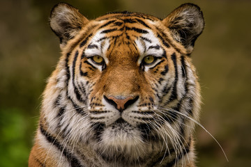 Fototapeta na wymiar Closeup of a siberian tiger