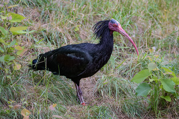 Hermit ibis standing in high grass