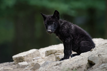 Young Timberwolf sitting in a forest