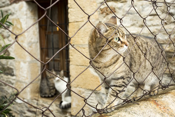 Turkey Datca street and cat
