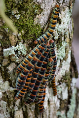 Caterpillars on a tree in Tikal, Guatemala