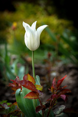 White tullip flower in a beautiful spring garden.
