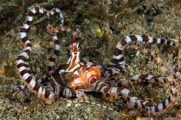 Wonderpus (Wunderpus photogenicus) on Sandy Bottom. Anilao, Philippines