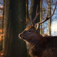 Sika stag in the forest