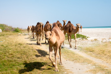 Sultanate of Oman,  Camels 