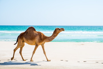 Sultanate of Oman,  Camels 