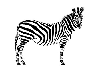 Graphical zebra standing,vector 