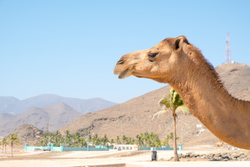 Sultanate of Oman,  Camels 