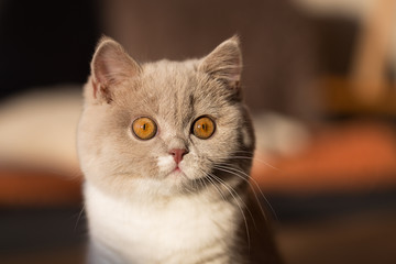 BKH Kitten mit orangen Augen im Sonnenlicht - Portrait