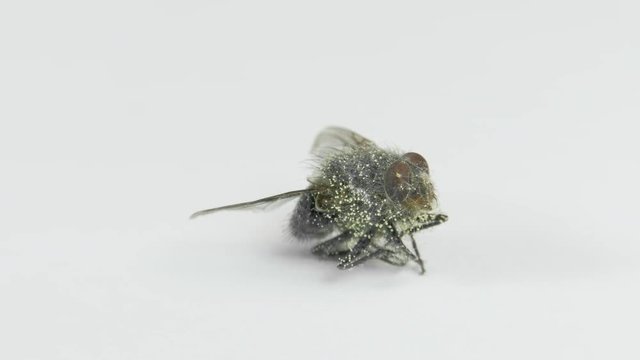 Dead fly with eggs of larva on the rotating table