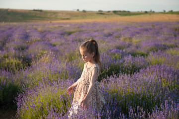 cute little girl goes through the meadows of lavender flowers