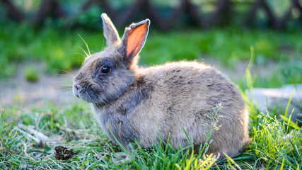 Rabbit sits on the grass in the sunlight