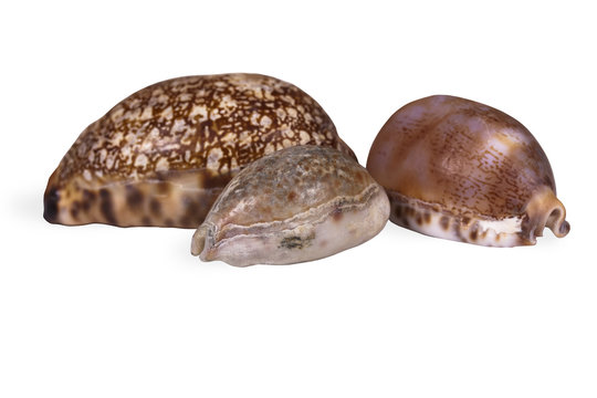 Beautiful shells "Cowry" on a white background, isolated with clipping path. Three different shells of the Family "Cypraeidae".