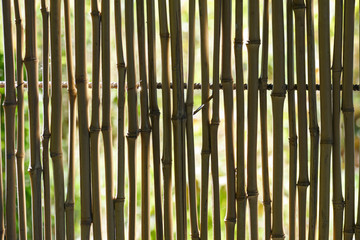 Reed fence in backlight. Background.