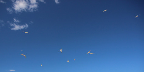Möwen am blauen Himmel
