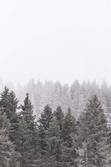 winter conifer trees