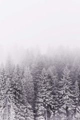 Fototapeta na wymiar snow winter trees. conifer woods