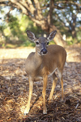 Florida Keys Deer