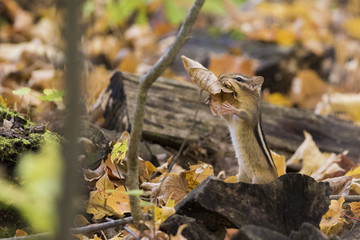 Funny eastern chipmunk in autumn