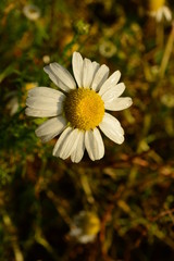 beautiful pieces of Denmark