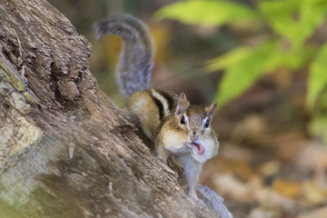 Funny eastern chipmunk in autumn