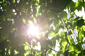 Sunlight through the leaves of the tree