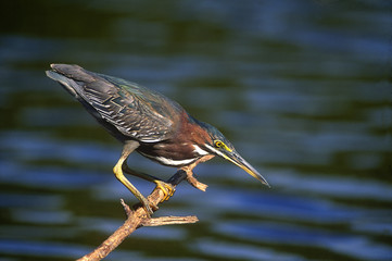 LITTLE GREEN HERON