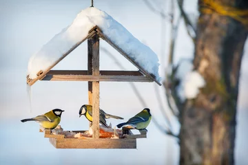  Three tit in the snowy winter bird feeder eating pork fat © Linas T